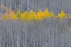 USA, Colorado, Gunnison National Forest. Aspen trees with yellow tops in autumn. Art Print